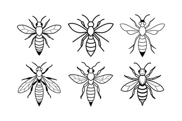 Paper Wasp (Polistes) insect design, labeled line art vector illustration.