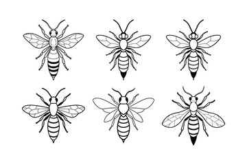 Paper Wasp (Polistes) insect design, labeled line art vector illustration.