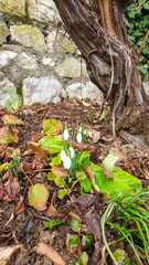 Cluster of delicate snowdrops emerging from ground near tree trunk. White flowers contrast beautifully with dark, textured bark and the fallen leaves. Sense of hope, renewal, and the arrival of spring