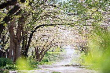 箕面船場阪大前周辺の春の風景