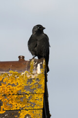 Choucas des tours,.Coloeus monedula , Western Jackdaw, Lichen, Caloplaca marina