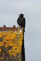 Choucas des tours,.Coloeus monedula , Western Jackdaw, Lichen, Caloplaca marina