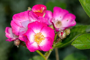 Rose, variete Schubert