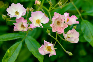 Rose, variete Hadspen Eleanor