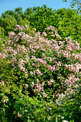 Rose, variete Hadspen Eleanor