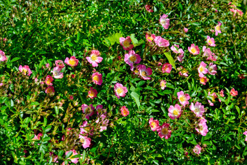 Rose, variete Pink Spray