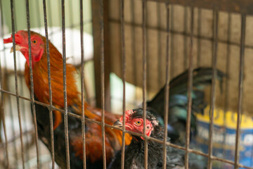Two vibrant roosters, one with fiery red feathers and the other black, stand behind a metal cage....