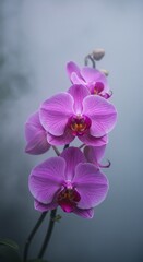 Orchids on a lake, flowers in water, colorful flowers