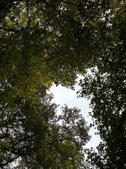 Through the trees 