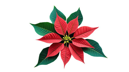 Obraz premium Poinsettia Flowers (png)