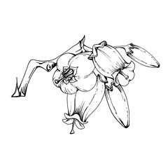 Blueberry white and line bell flower and bud on branch, hand drawn in ink vector, wildflower cluster group botanical illustration. Isolated blossom composition for scrapbooking, wedding, florist shop