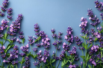 Lavender blossoms arranged on a blue background