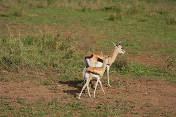 young gazelle antilope in the serengeti national park