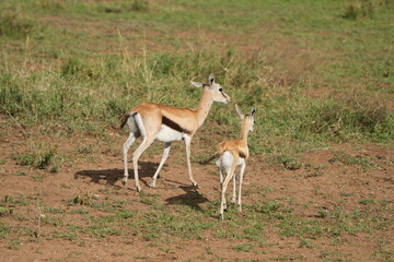 young gazelle antilope in the serengeti national park