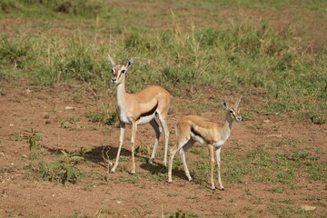 impala antelope in the savannah, serengeti national park tanzania