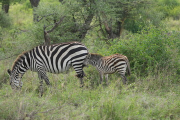 portrait of a baby zebra with its mom in the serengeti national park tanzania
