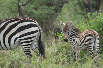 portrait of a baby zebra with its mom in the serengeti national park tanzania