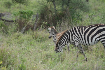 portrait of a baby zebra with its mom in the serengeti national park tanzania