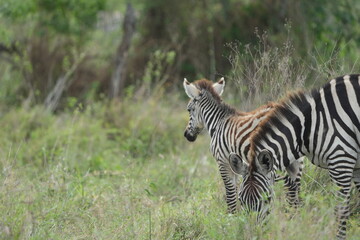 portrait of a baby zebra with its mom in the serengeti national park tanzania