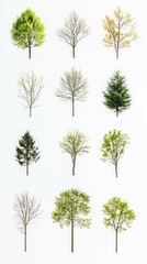 A Collection of Trees in Various Stages of Growth and Seasons. A Captivating Visual Display of Nature's Beauty and Transience.
