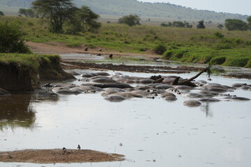 hippopotamus in the water, laying in a hippo pool in the serengeti wildlife safari wild hippo