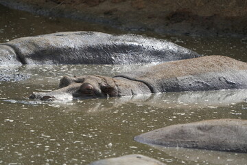 hippopotamus in the water, laying in a hippo pool in the serengeti wildlife safari wild hippo