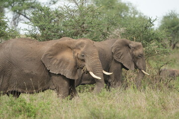 Fototapeta premium portrait of two african elephants walking through the serengeti national park in tanzania