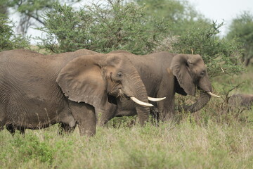 Obraz premium portrait of two african elephants walking through the serengeti national park in tanzania
