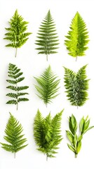 A Delicate Arrangement of Lush Green Ferns.  A Nature-Inspired Composition of Vibrant Foliage.  Botanical Art.  Fern Leaves on White Background.