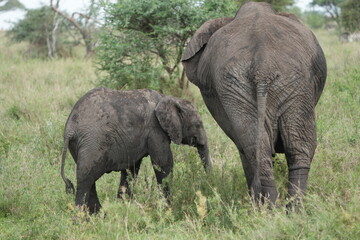 Fototapeta premium baby elephant standing next to its mother in the serengeti national park tanzania