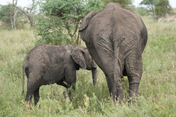 Fototapeta premium baby elephant standing next to its mother in the serengeti national park tanzania