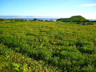 北海道　利尻島の風景(エゾカンゾウの群生)