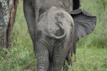 elephant baby with his tail swinging taken from the back in the serengeti national park
