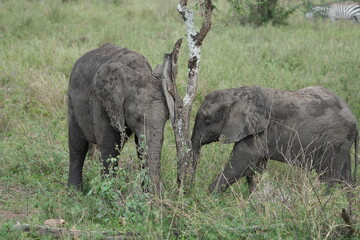 Young Elephant Siblings Grazing &ndash; Serengeti National Park, Tanzania