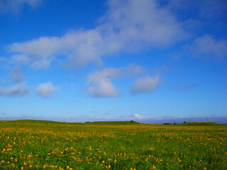 北海道　利尻島の風景(エゾカンゾウの群生)