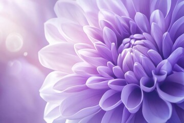 Delicate Purple Dahlia Bloom: A Macro View of Nature's Beauty