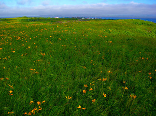 北海道　利尻島の風景(エゾカンゾウの群生と礼文島)
