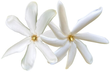Fleurs de tiaré de Tahiti 
