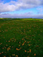 北海道　利尻島の風景(エゾカンゾウの群生と礼文島)