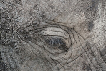 close up of the eye of an african elephant in the serengeti national park
