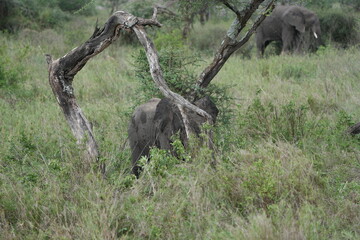 baby african elephant cuddling a tree in the serengeti national park tanzania