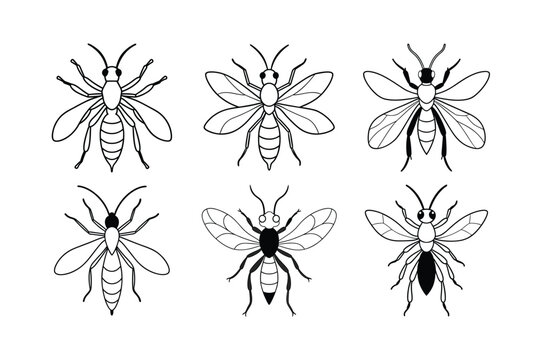 Tarantula Hawk (Pepsis) insect design, labeled line art vector illustration.
