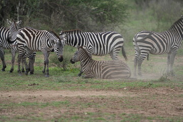 Zebra Herd in the Serengeti – Dust and Calm on the Open Plains