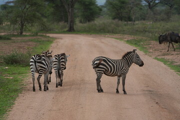 zebras and wildebeest (gnu) in the wild, walking one of the highways in the serengeti national park...