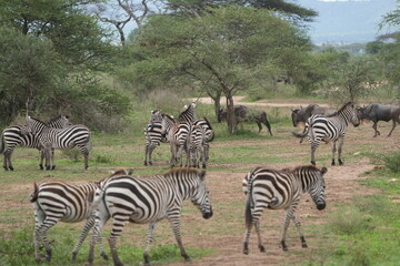 herd of zebras walking across the road in serengeti national park tanzania