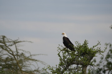portrait of the african fish eagle sitting int he top of a tree against a cloudy background in the serengeti national park tanzania (Haliaeetus vocifer)