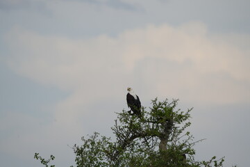 portrait of the african fish eagle sitting int he top of a tree against a cloudy background in the serengeti national park tanzania (Haliaeetus vocifer)