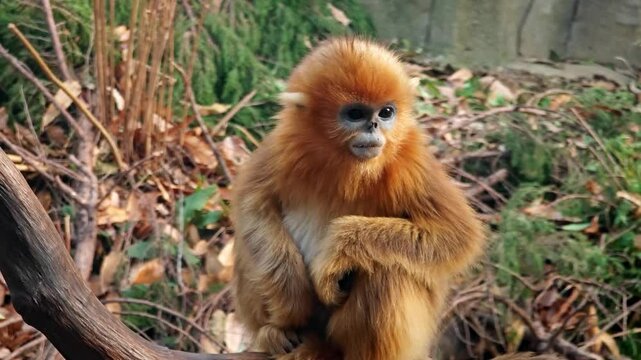 a golden monkey play on the branch in the zoo