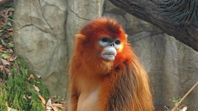 a blue face golden monkey with long fur in the garden