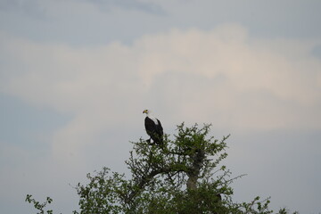 portrait of the african fish eagle sitting int he top of a tree against a cloudy background in the serengeti national park tanzania (Haliaeetus vocifer)